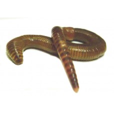 Червь А дендробена