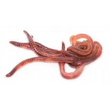 Червь А красный