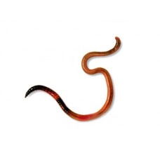 Червь Ак Барс в банке