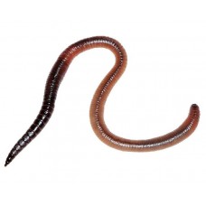 Червь Ак Барс в банке двойная порция