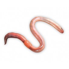 Червь Дунаев