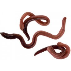 Червь Сафаров