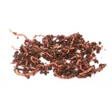 Червь Толстов навозный