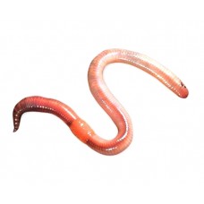 Червь Турченко