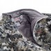 Куртка Sitka Fanatic optifade elevated