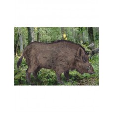 Мишень Кабан 1000х700мм цветная