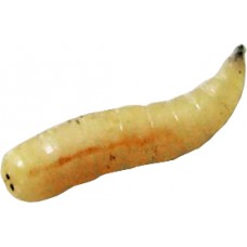 Опарыш белый