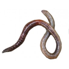 Подлиственник Турченко